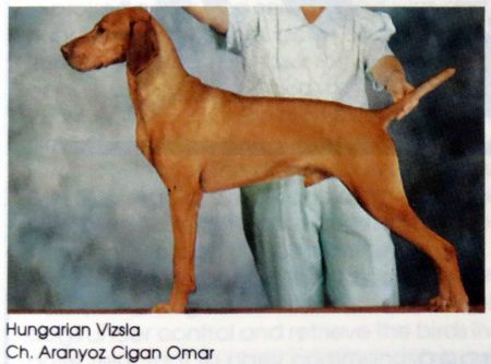 Image of Aranyoz Cigan Omar