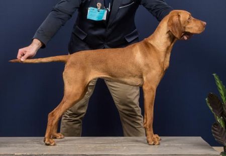 Image of Gemenci Nemes Arany