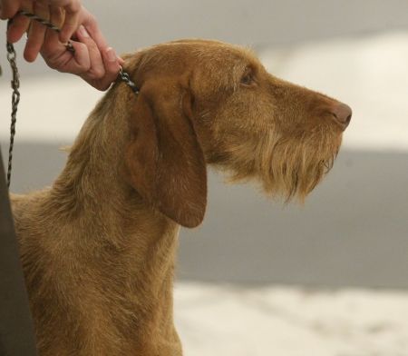 Image of Palownia's Sanibel Sally