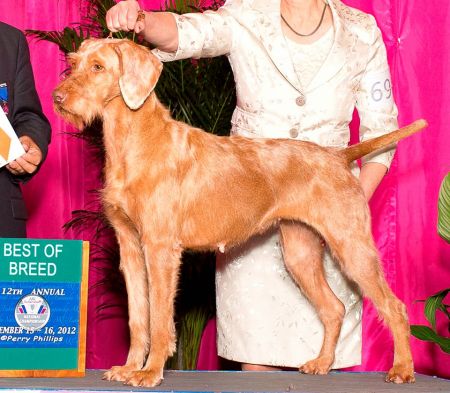 Image of Palownia's Bahama Mama