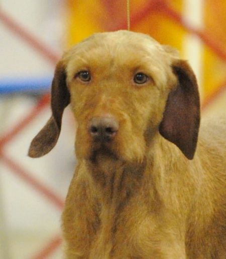 Image of Palownia's Bahama Mama