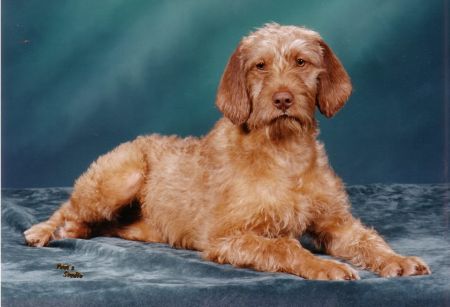 Image of Pine Tree's Viz Hello Dolly