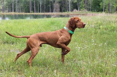 Image of Pitypang Csáko