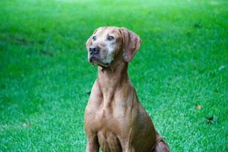 Image of Pitswarren Picasso