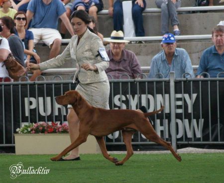 Image of Pitswarren Picasso