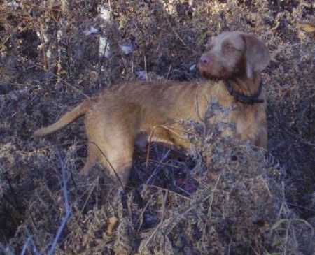 Image of Ole Hill's Dashing Dan