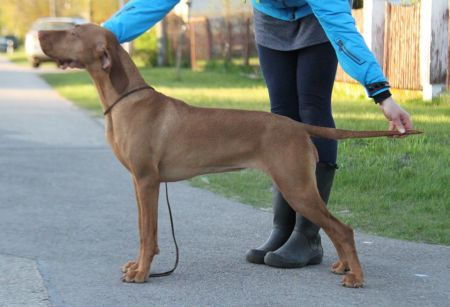 Image of Aranyvadasz Bejke