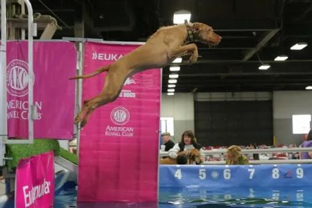 Image of Vizcaya's Yes Your Honor