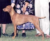 Image of Valley Hunters Divine Penlee