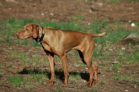 Image of Concams Katy Did By Hennagold