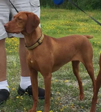 Image of Pinewood's Renoir of Pura Vida