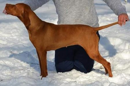 Image of Tiszatáji Vadász Csinos