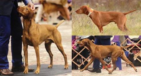 Image of Bajos Bruin At Right Wing