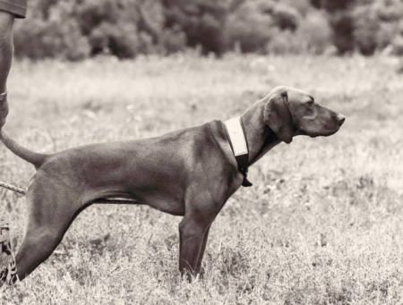 Image of Mira's Stride Right Legacy Edition