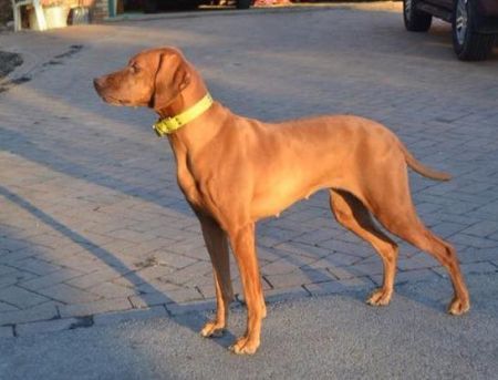 Image of Dp's Awesome Abby Rose