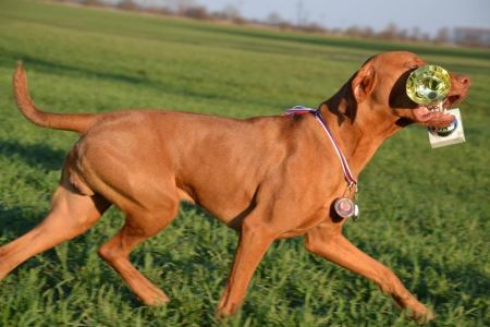 Image of Atos Artemis Morávia