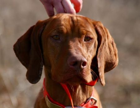 Image of Ck Countryside Ragin' Bull