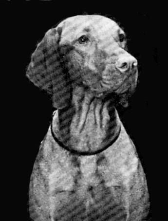 Image of Boelte's Bronze Beauty