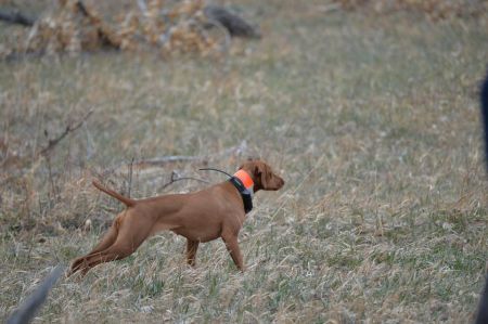 Image of Jb's Double Action Ruger