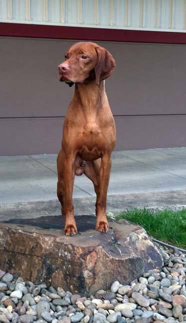 Image of Fantazsa's The Tyger