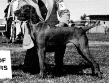 Image of Vintage Del Magnifico