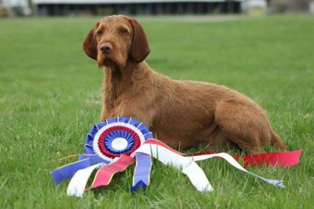 Image of Zöldmáli Cetli