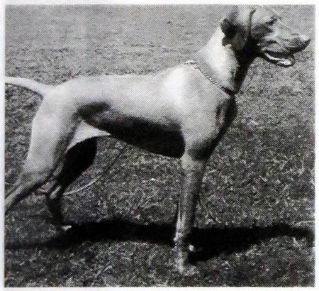 Image of Agasvari Kis Katam