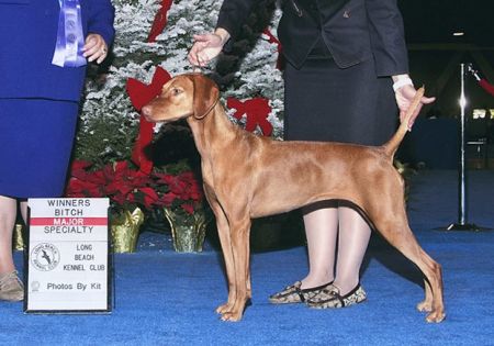 Image of Cameo's Spark Of Fire Mountain