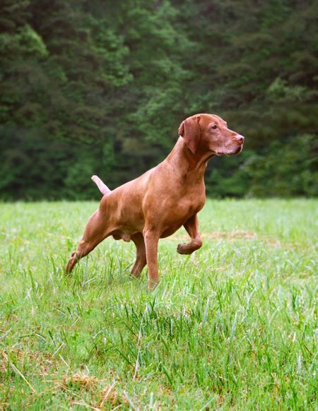 Image of Aislinn's Rr Elite Edition