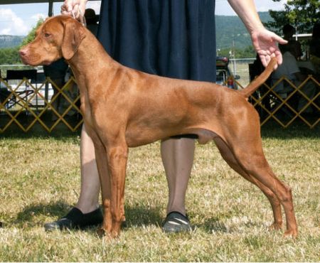 Image of Deep End's Jacks R Wild