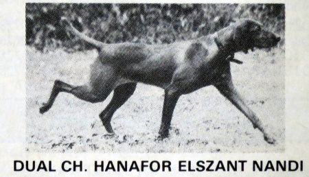 Image of Hanafor Elszant Nandi