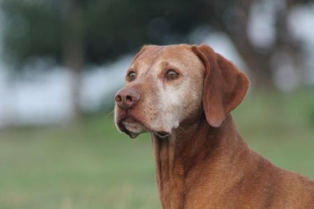 Image of Lundy's Red Bull