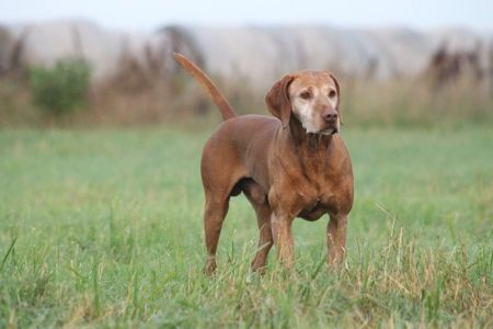 Image of Lundy's Red Bull