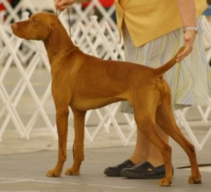 Image of Vizcaya's Famous Last Words