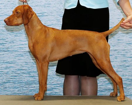 Image of Sokoldalu-Soleil Vin Rouge Du Capataine