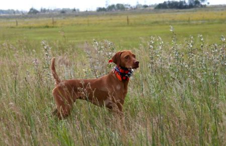 Image of CK Post Route Scout