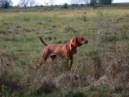 Image of Burr Oak's Bambam / Burr Oak's Bam Bam