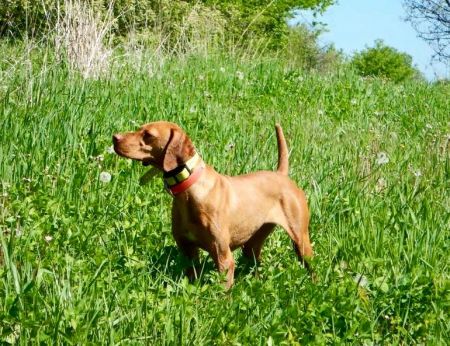 Image of Burr Oak's Bambam / Burr Oak's Bam Bam