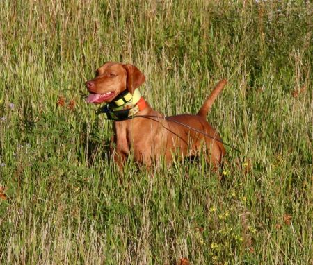 Image of CK Too Hot To Handle - Cayenne