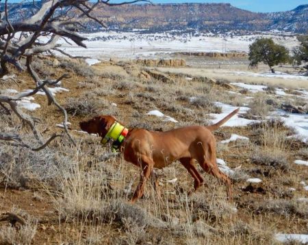 Image of Shawnee's Golden Lioness