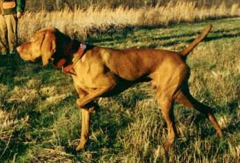 Image of Avia's K-Bateman