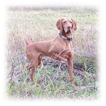 Image of Avia's K-Bateman