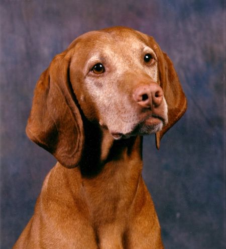 Image of Voros Vadasz Remy Barat