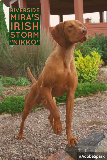 Image of Riverside Mira's Irish Storm