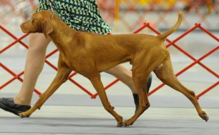 Image of Talisan's Lucky Strike