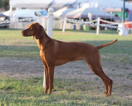 Image of Moonlight's Easy Rider