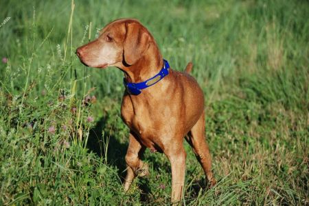 Image of Snow Ridge Struttin Lil Man
