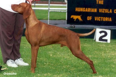 Image of Rozsda Copper Shadrach