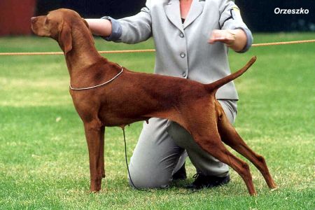 Image of Hanafor Red Red Rose