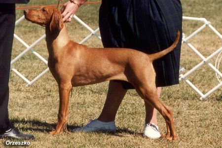 Image of Graebrook Dantes Suswa